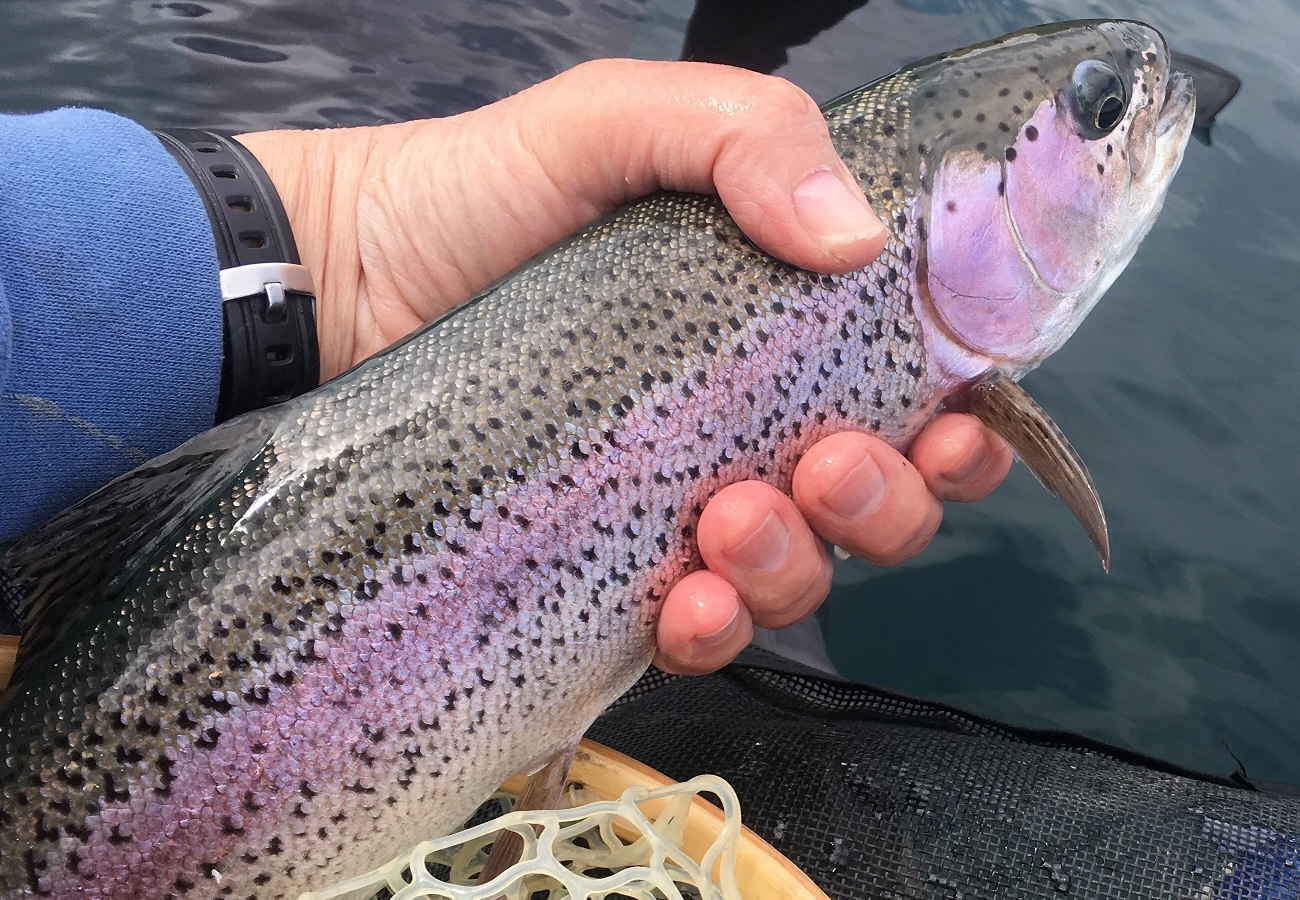 Lake Fishing Alaska! Fly Fishing Alaska! Matsu Valley ACC